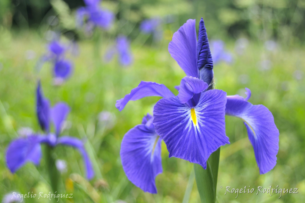 Imagen 6 de la galería de Otras Flores